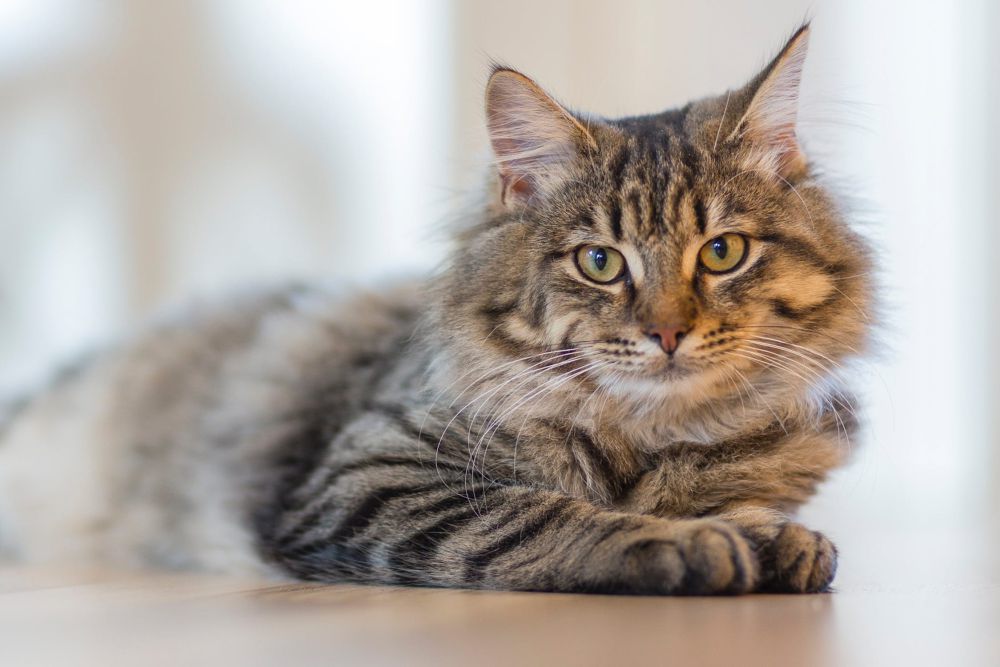 Daftar Negara dengan Populasi Kucing Terbanyak