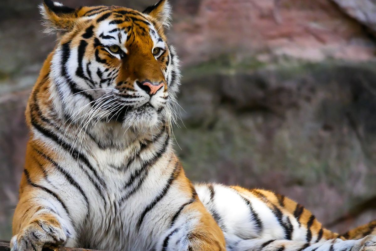 Fakta Menarik Kucing Terbesar di Dunia Harimau