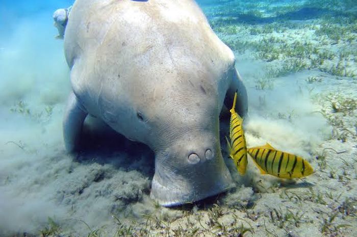 Fakta Menarik Sapi Laut atau Manatee sang Mamalia Laut