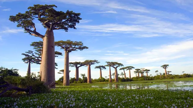Fakta Menarik Madagaskar, Rumah Berbagai Spesies di Dunia