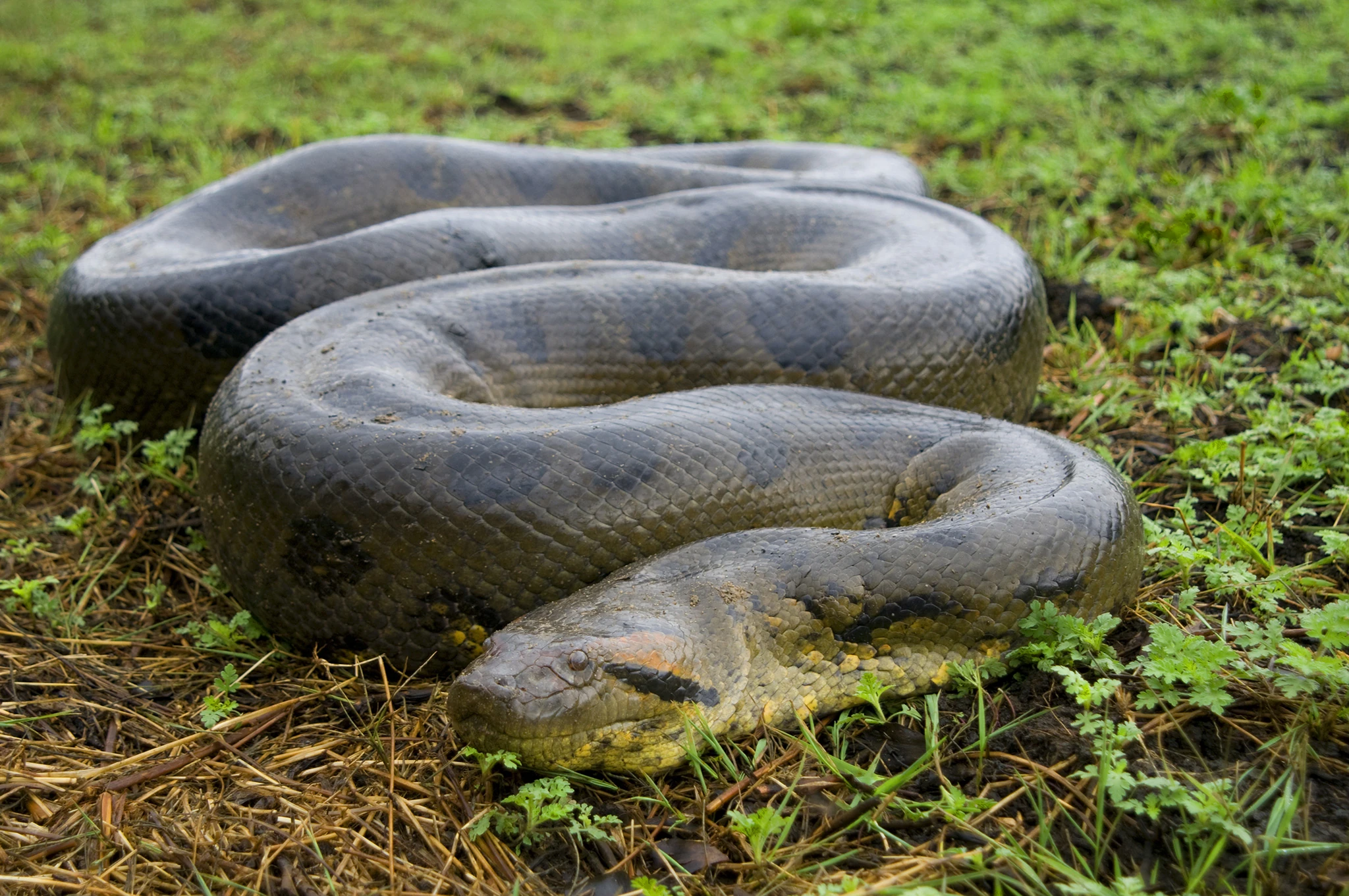 Fakta Menarik Anaconda