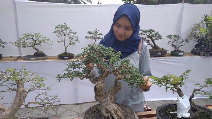 Seni Dan Ilmu Bonsai