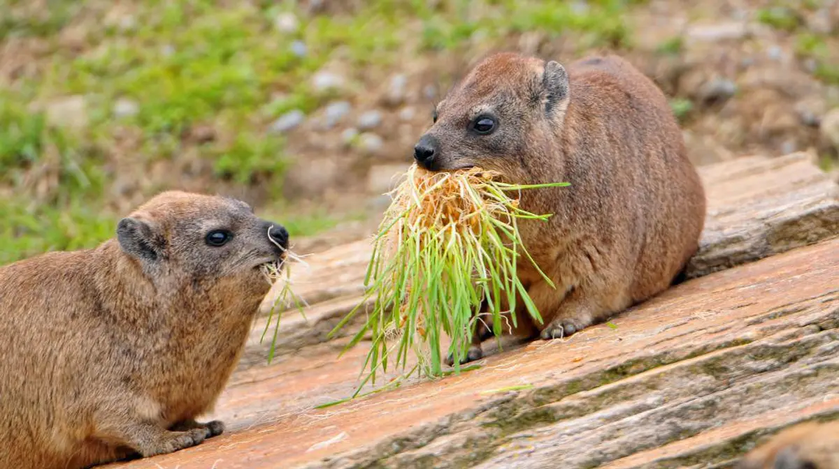 Fakta Menarik Hyrax Hewan Mungil Kerabat dekat Gajah