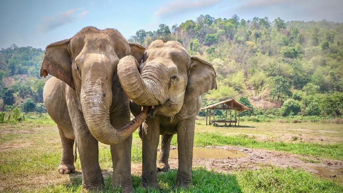 Fakta Menarik Gajah Hewan Besar Sangat Pintar dan Perasa