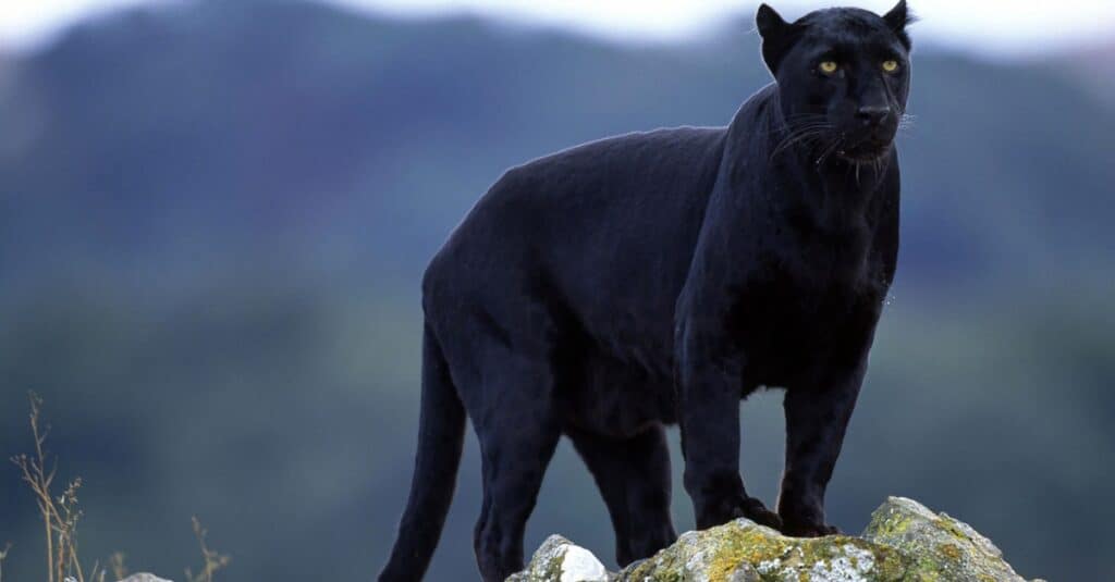 Fakta Menarik Tentang Panther