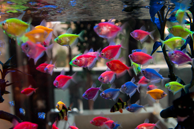 Karakteristik Menarik Ikan Glofish yang Perlu Diketahui