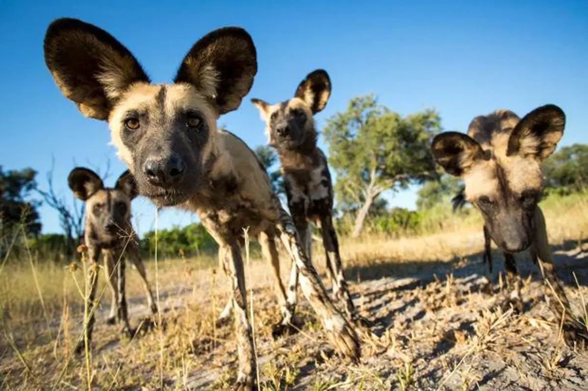 Fakta Menarik Predator Kecil Anjing Liar Afrika