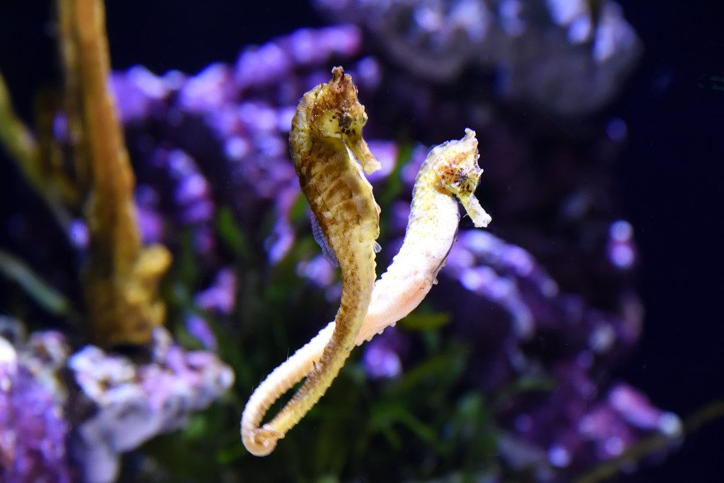 Fakta Menarik Kuda Laut