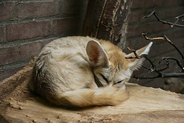 Keunikan Rubah terkecil di Dunia Fennec Fox yang Lucu