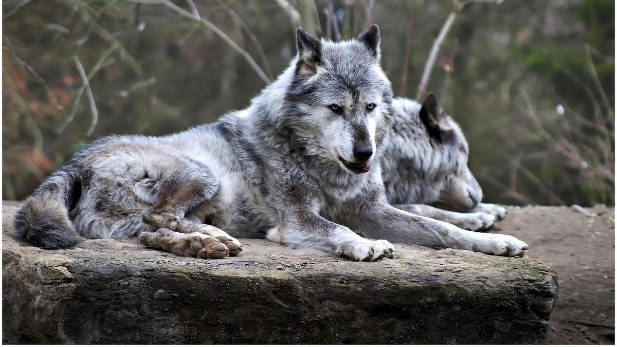 Fakta Menarik Tentang Hewan Serigala Yang Harus Di ketahui