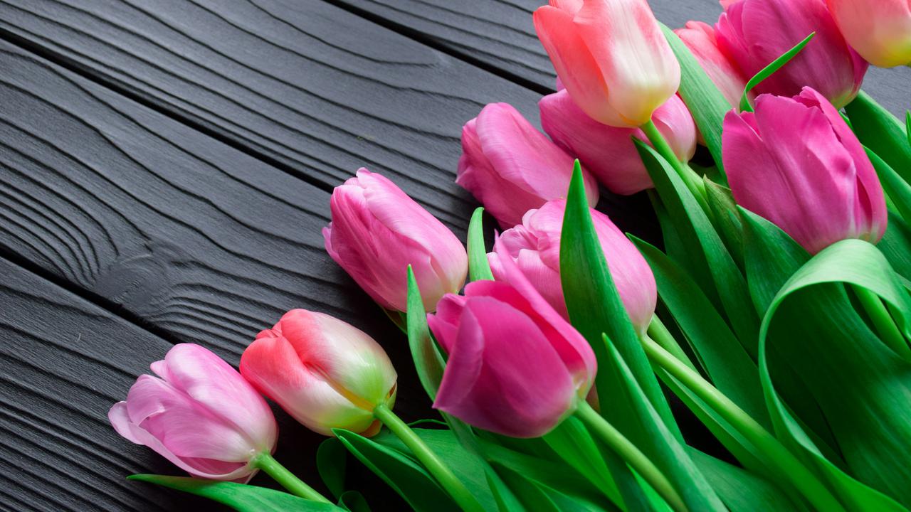 Fakta Menarik Bunga Tulip Yang Harus Di Ketahui