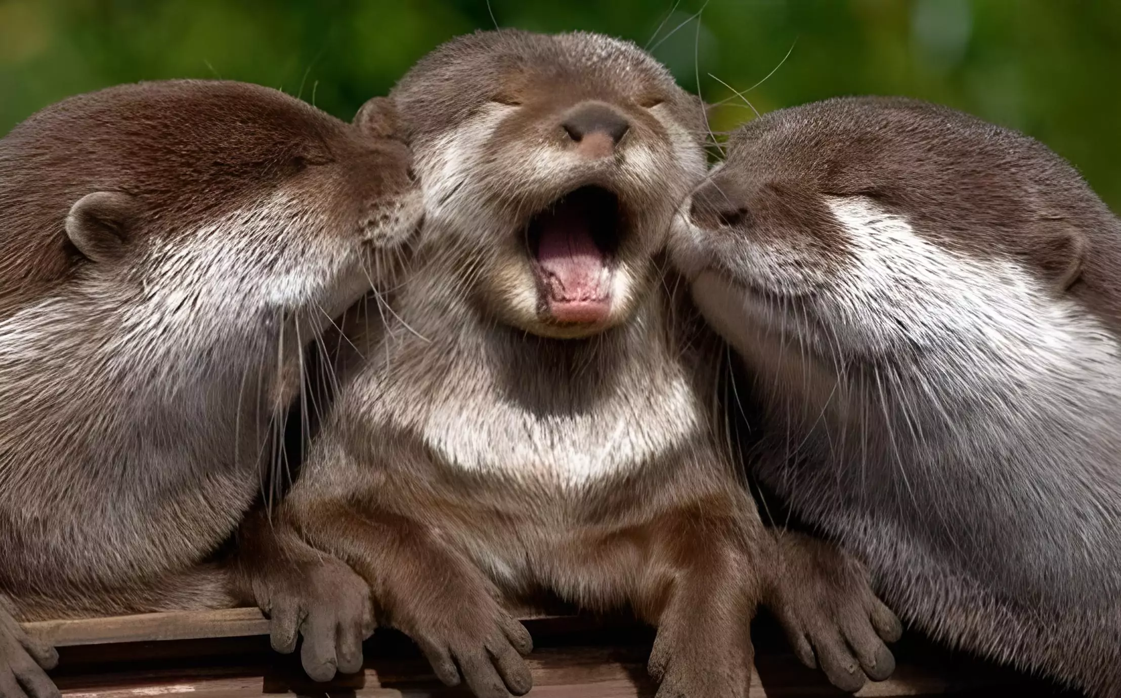 Keunikan Otter Predator Jenius yang Menggemaskan