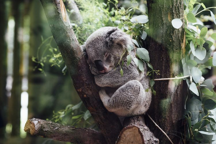 Fakta Menarik Koala Hewan Pemalas dari Suku Aborigin