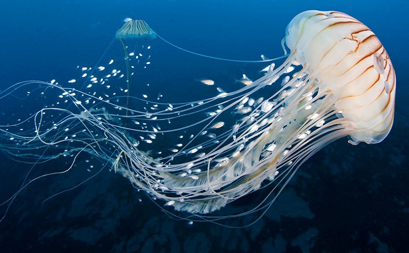 Fakta Menarik Ubur-Ubur Hewan Purba Paling Sederhana - Ubur-ubur adalah salah satu makhluk hidup yang mungkin paling menakutkan sekaligus menarik di dunia laut. Hewan ini merupakan karnivora yang sebagian besar spesiesnya memakan zooplankton dan ubur-ubur lainnya.